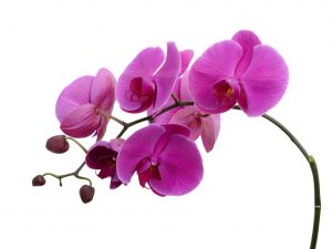 Nahulog ang mga bulaklak na orchid