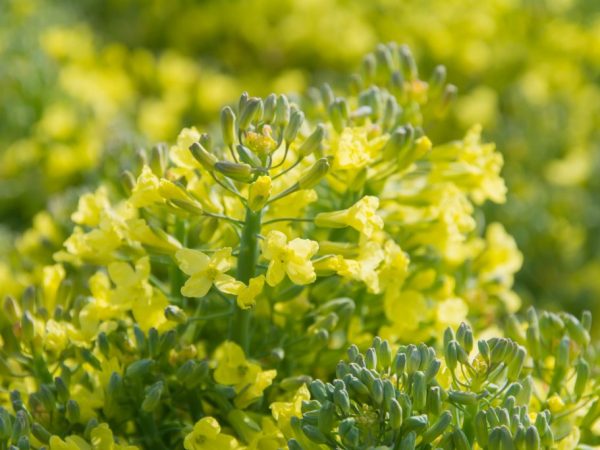 Raisons de la floraison du brocoli