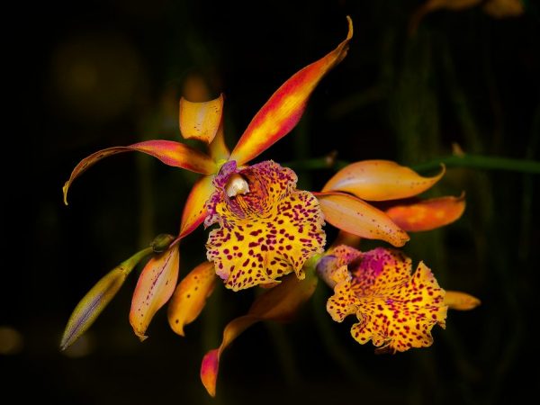 A Phalaenopsis orchidea levelei megsárgulnak