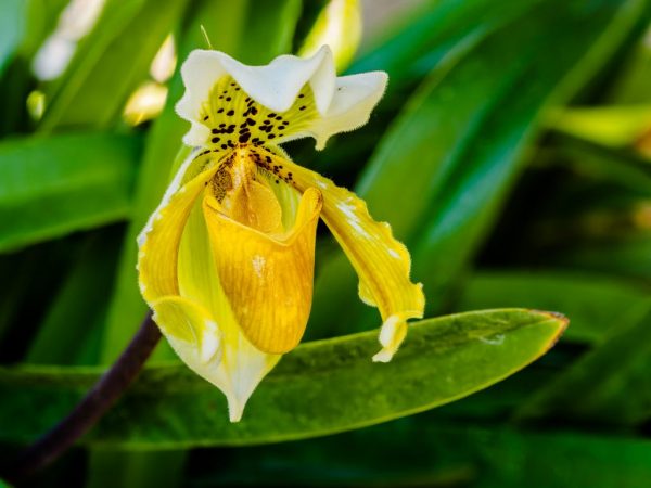 Ügyeljen arra, hogy megtermékenyítse az orchideát