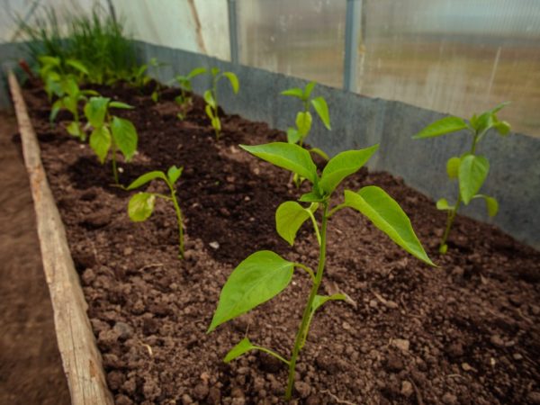 Top dressing of pepper after planting in the greenhouse