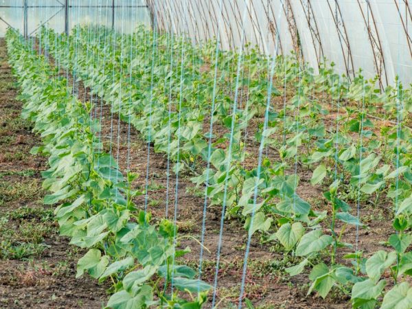 Garter cucumber sa greenhouse