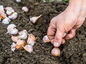 Planter de l'ail dans différentes régions