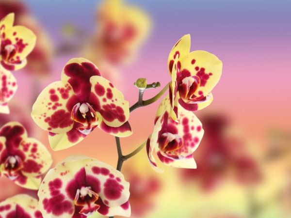 Orchidée tachetée