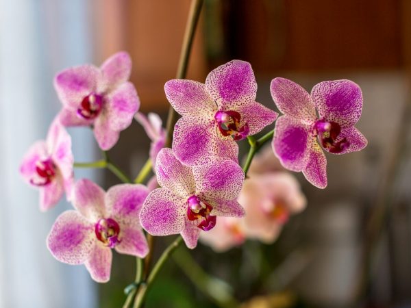 Soin des orchidées tachetées