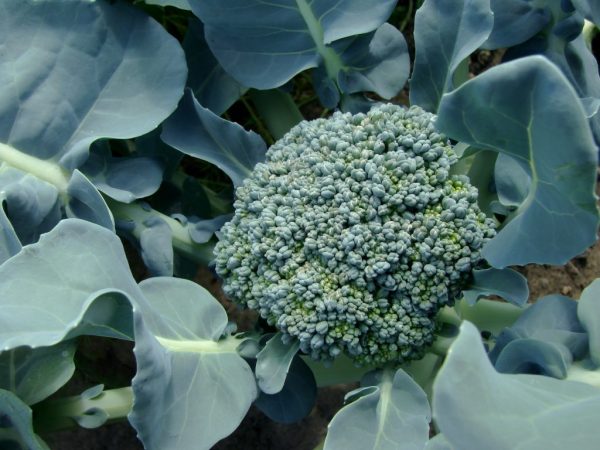 Le brocoli est facile à entretenir