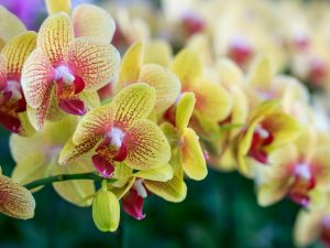 Ribav dagdag para sa mga orchid