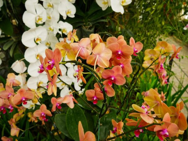 Black and white spots on the orchid