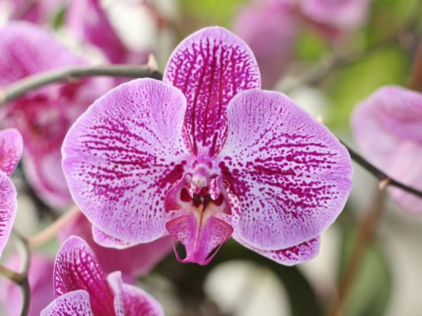 Orchidée Sogo