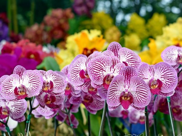 Cultiver une orchidée Sogo