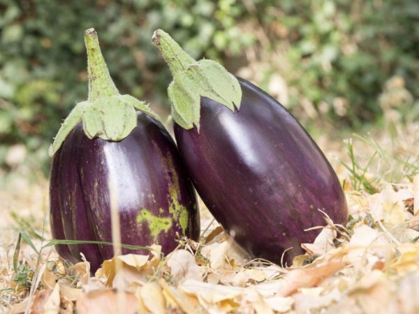 Pour une récolte réussie, il ne faut pas trop refroidir la plante.