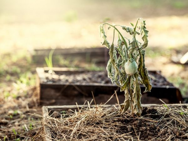 A fő ok a helytelen transzplantáció