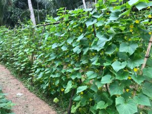 Ang halaga ng araw at lilim para sa mga pipino