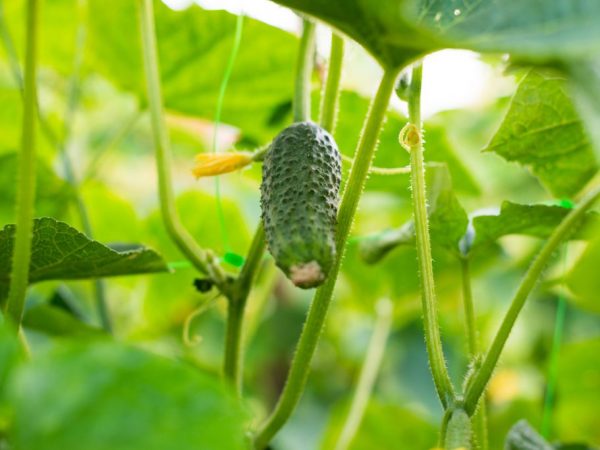 Paglalarawan ng mga pagkakaiba-iba ng mga pipino na may titik B