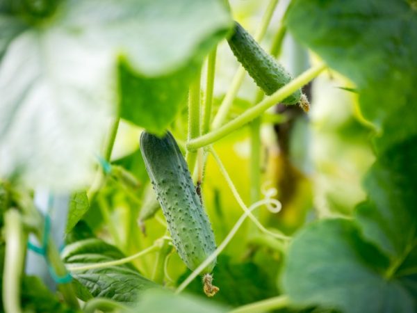 Mga tampok ng mga pagkakaiba-iba ng mga pipino na may titik B