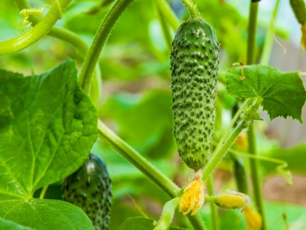 Ang pagkakaiba-iba ay lumalaban sa mga fungal disease