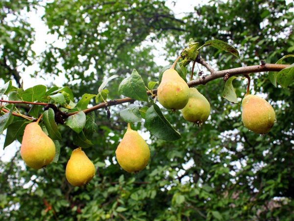 Ang peras ay dapat na natubigan lingguhan