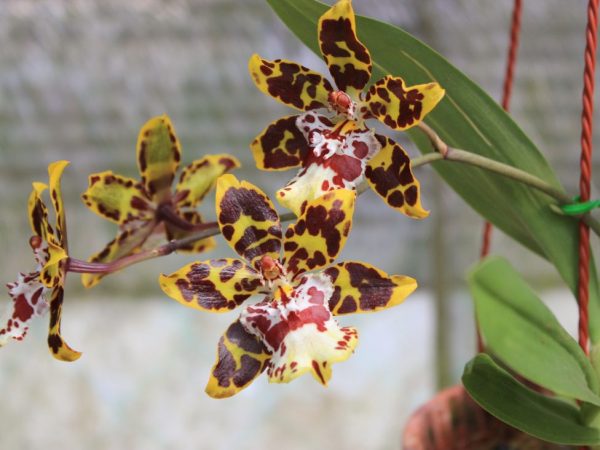 Orchidée tigre