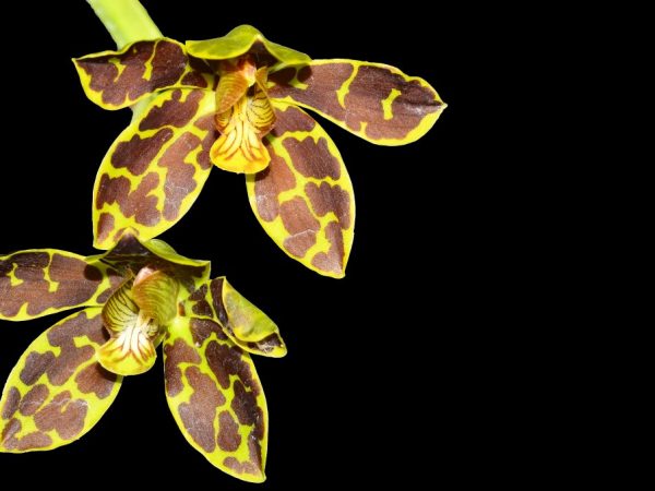 Plage de température pour l'orchidée tigrée