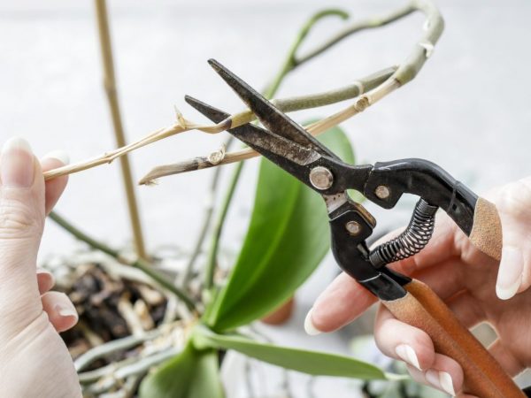 Rust and black mold are treated after removing the affected parts of the flower