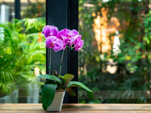 A phalaenopsis otthoni gondozása vásárlás után