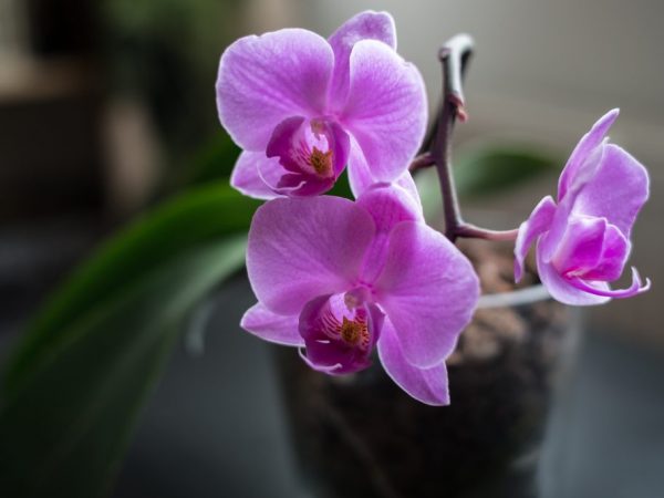 Régime de température des orchidées en hiver