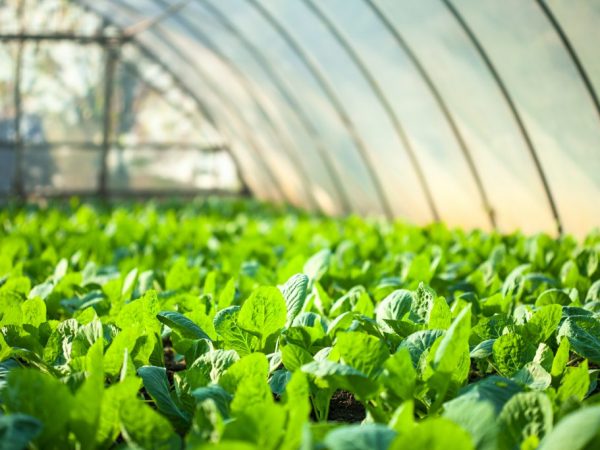 Cultiver des plants de chou dans une serre