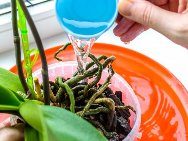 Watering decorative orchids with hydrogen peroxide is beneficial