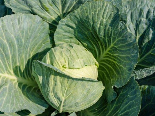 Règles d'entretien pour la culture du chou dans le jardin