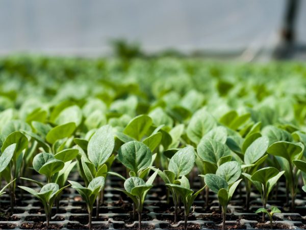 Les conditions de température sont importantes pour les semis