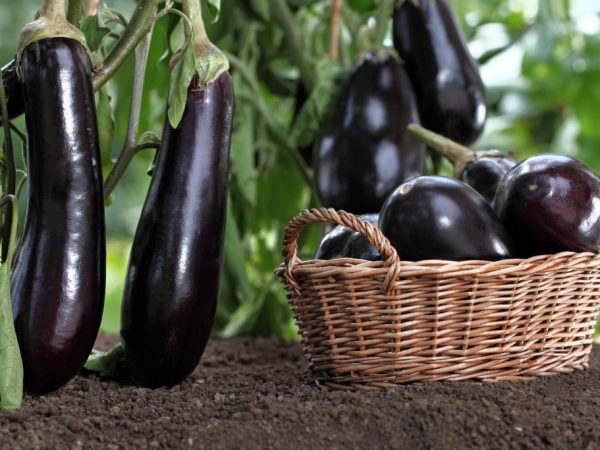 Règles pour la culture d'aubergines en Sibérie