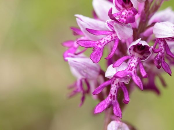 Ang mga katangian ng pagpapagaling ng Orchis at ang paggamit nito