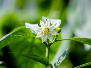 Prévenir la floraison des semis de poivre