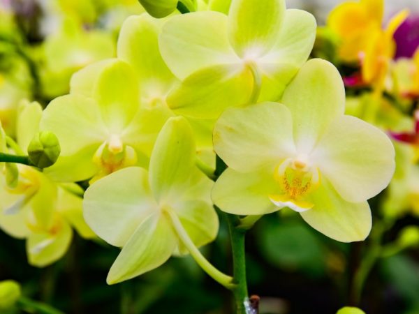 Description de l'orchidée phalaenopsis jaune