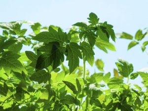 Raisons de l'engraissement des tomates dans une serre