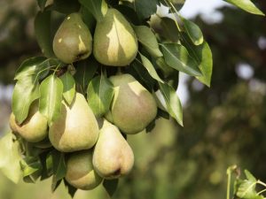 Variétés d'hiver de poires