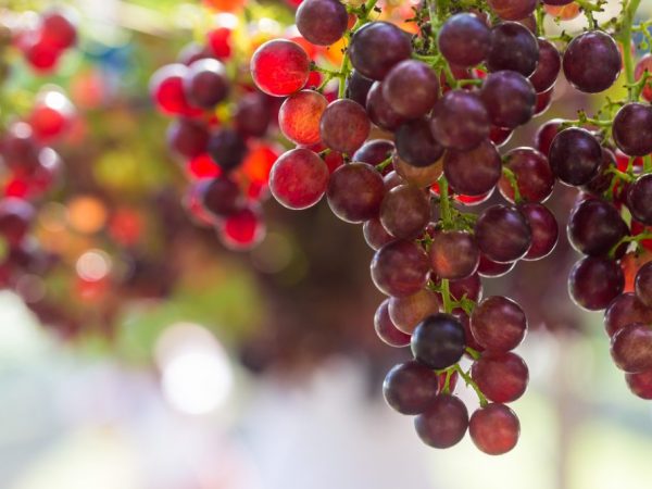 Paglalarawan ng Crimson grapes