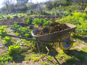 Règles pour nourrir les carottes