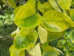 Mga karamdaman at peste ng panloob na mga bunga ng citrus