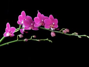 Tangkay ng orchid na bulaklak