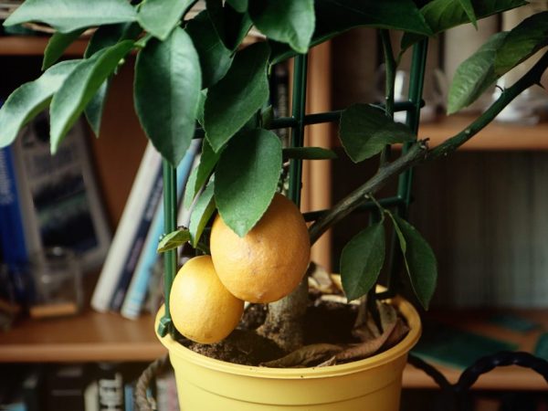 Lumalagong puno ng lemon sa bahay