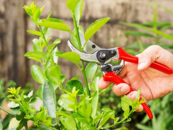 Ang mga pruning shoot ay magpapabuti sa prutas