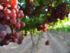 Paglalarawan ng Dunav grapes