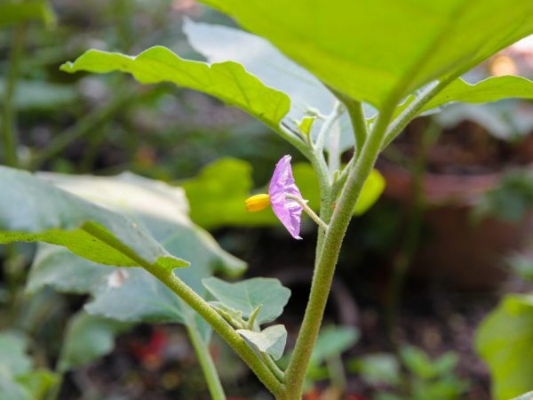 Mga panuntunan para sa pagbuo ng mga eggplants sa bukas na patlang