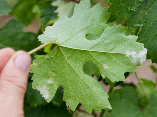 Maaaring Protektahan ang Mga Gamot Laban sa Powdery Mildew