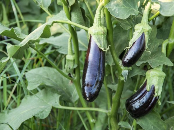 Paglalarawan ng eggplant Galine