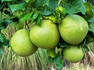 A pomelo eredete és tulajdonságai