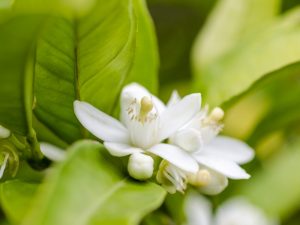 Lemon Blossom