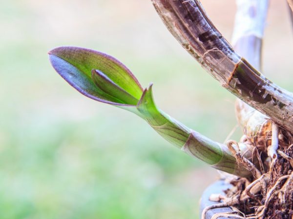 Az orchidea szerkezete nem bonyolult