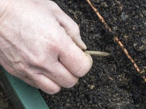 Comment préparer un jardin pour les carottes au printemps